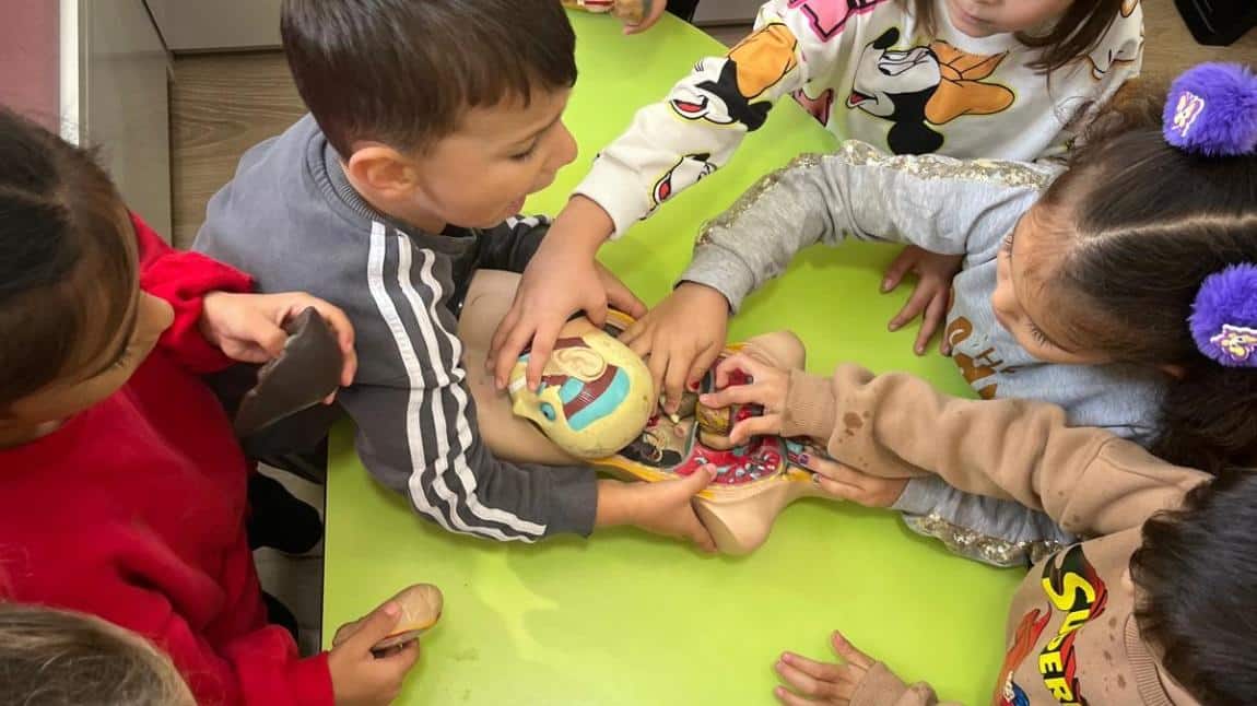 Küçük Bilim İnsanları İş Başında: İnsan Vücudunu Keşfediyoruz!